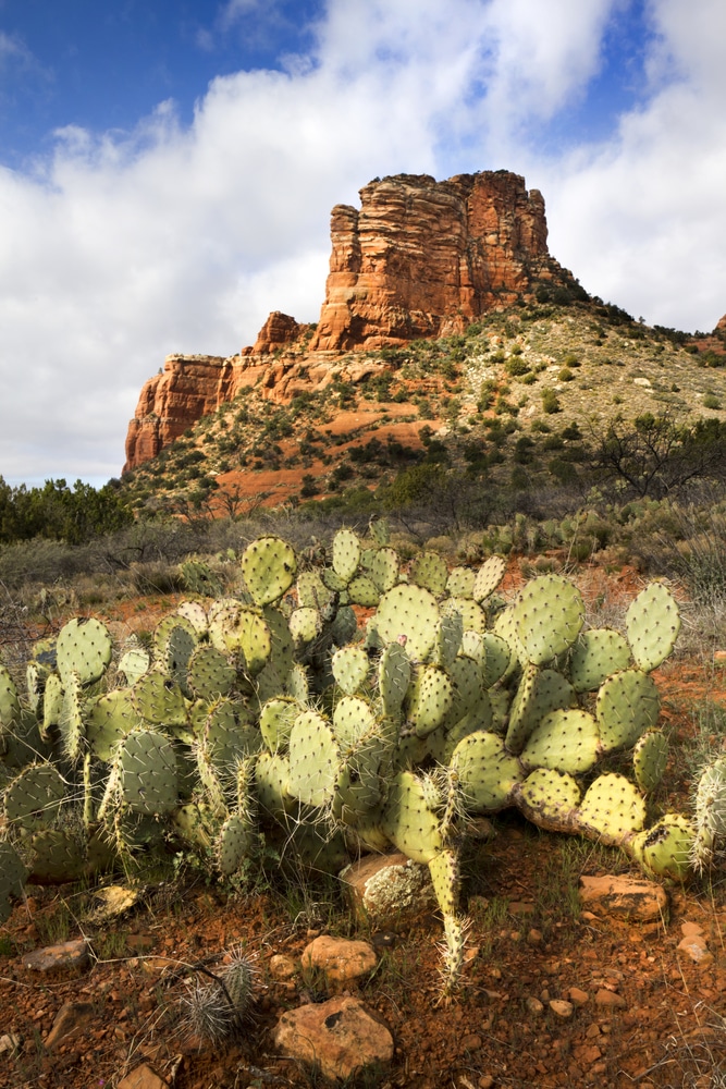 Cactus in front of red rock formation